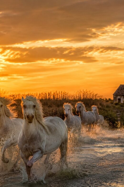 Chevaux blancs de Camargue dans les marais