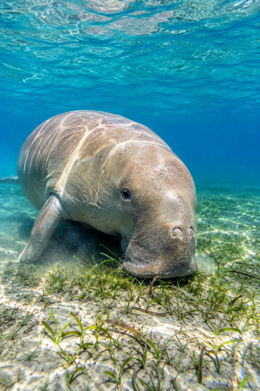 LE SECRET DE DUGONG