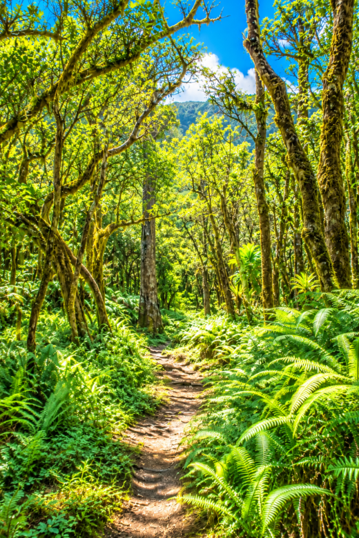 LA Forêt DE BELOUVE