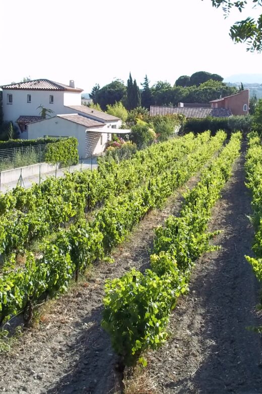 les vignes en terrassasse